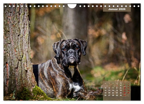 Produktbild: Boxer Frech und fr&ouml;hlich durch das Jahr (Wandkalender 2026 DIN A4 quer), CALVENDO Monatskalender