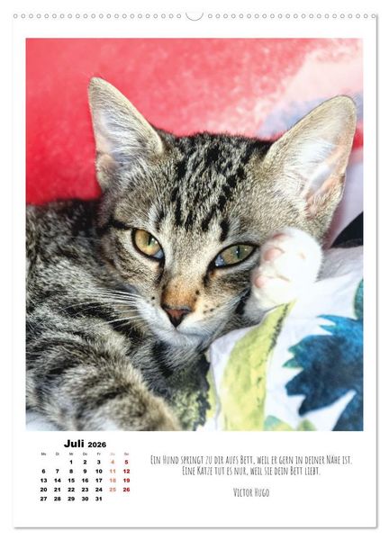 Produktbild: Stubentiger im Portrait (Wandkalender 2026 DIN A2 hoch), CALVENDO Monatskalender