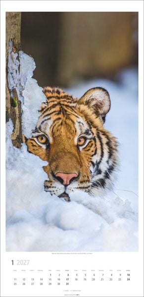 Produktbild: Big Cats Kalender 2027