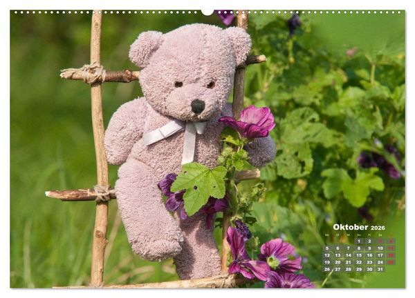 Produktbild: Geliebte B&auml;ren - Teddys (Wandkalender 2026 DIN A2 quer), CALVENDO Monatskalender