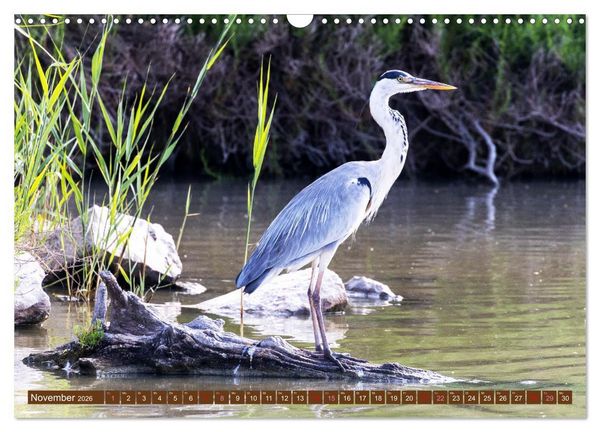 Produktbild: Die Vogelwelt der Camargue (Wandkalender 2026 DIN A3 quer), CALVENDO Monatskalender