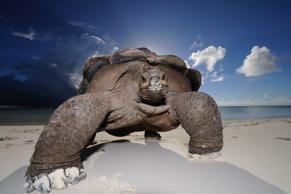 Produktbild: Wildlife Photographer of the Year: Portfolio 23