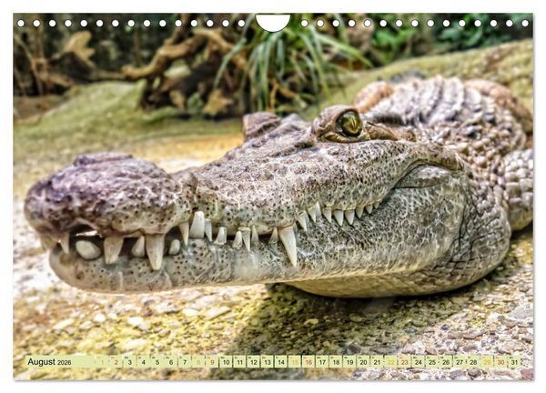 Produktbild: Urzeitreptilien - Krokodil (Wandkalender 2026 DIN A4 quer), CALVENDO Monatskalender