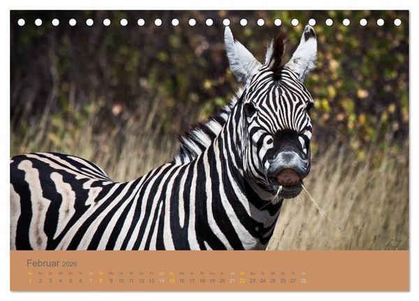 Produktbild: Afrika Impressionen. NAMIBIA - S&Uuml;DAFRIKA - BOTSWANA (Tischkalender 2026 DIN A5 quer), CALVENDO Monatskalender