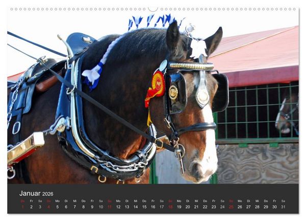 Produktbild: Shire Horse &bull; Prunkvolle Giganten (hochwertiger Premium Wandkalender 2026 DIN A2 quer), Kunstdruck in Hochglanz