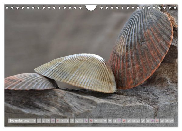 Produktbild: H&auml;user der Meere: Muscheln - Seeigel - Schnecken (Wandkalender 2026 DIN A4 quer), CALVENDO Monatskalender