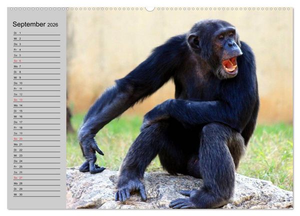 Produktbild: Schimpansen (hochwertiger Premium Wandkalender 2026 DIN A2 quer), Kunstdruck in Hochglanz