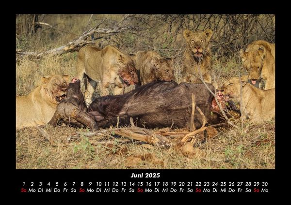 Produktbild: Welt der Tiere 2025 Fotokalender DIN A3