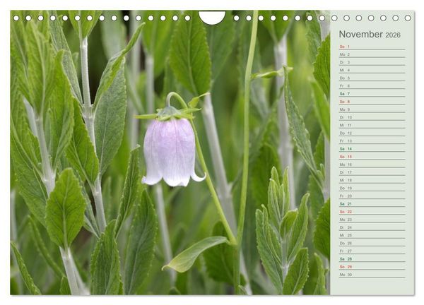 Produktbild: Liebenswerte Gl&ouml;ckchen (Wandkalender 2026 DIN A4 quer), CALVENDO Monatskalender