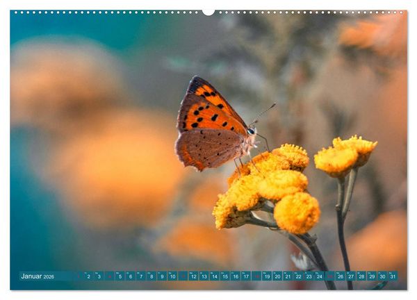 Produktbild: Schmetterlinge im Fokus (hochwertiger Premium Wandkalender 2026 DIN A2 quer), Kunstdruck in Hochglanz