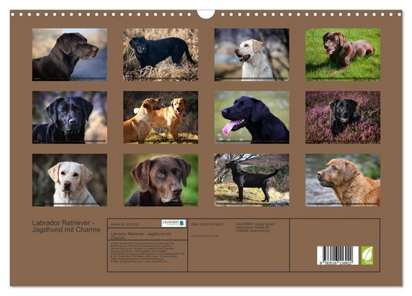 Produktbild: Labrador Retriever - Jagdhund mit Charme (Wandkalender 2026 DIN A3 quer), CALVENDO Monatskalender