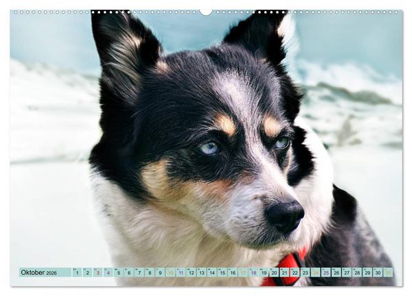 Produktbild: Huskies - Tolle Gef&auml;hrten (Wandkalender 2026 DIN A2 quer), CALVENDO Monatskalender
