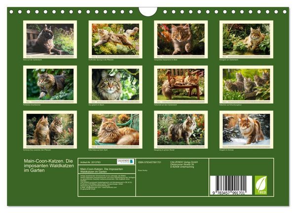 Produktbild: Main-Coon-Katzen. Die imposanten Waldkatzen im Garten (Wandkalender 2026 DIN A4 quer), CALVENDO Monatskalender