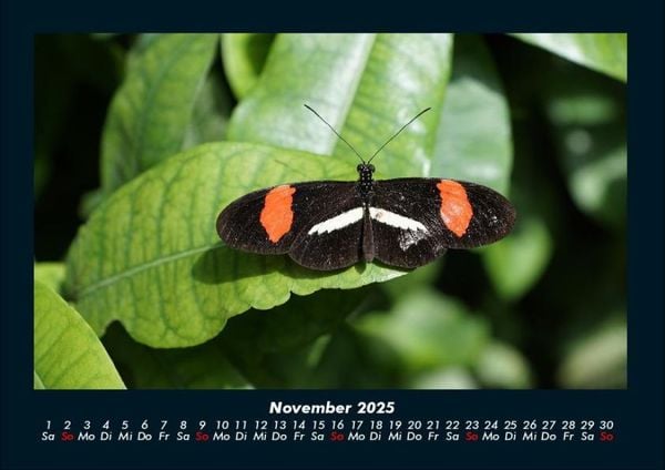 Produktbild: Bunte Pracht der Schmetterlinge 2025 Fotokalender DIN A4