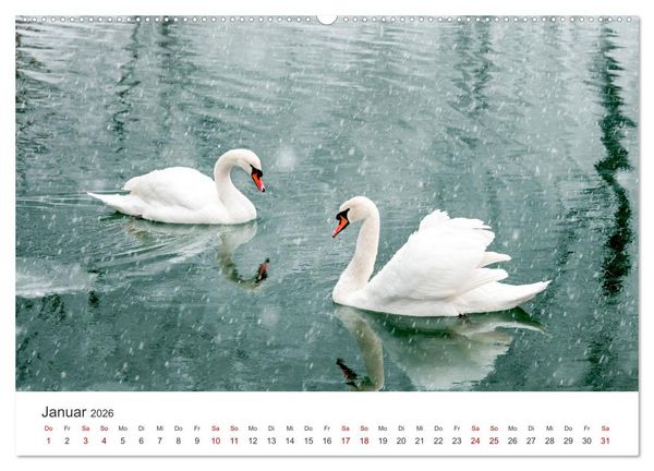 Produktbild: Schw&auml;ne - Prachtvolle Federkleider. (hochwertiger Premium Wandkalender 2026 DIN A2 quer), Kunstdruck in Hochglanz