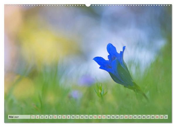 Produktbild: Wenn Bl&uuml;ten tr&auml;umen tanzt das Licht (Wandkalender 2027 DIN A2 quer), CALVENDO Monatskalender