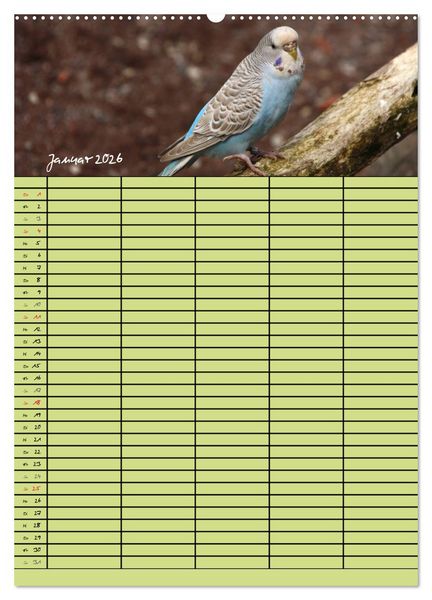Produktbild: Der Wellensittich-Familienplaner (hochwertiger Premium Wandkalender 2026 DIN A2 hoch), Kunstdruck in Hochglanz