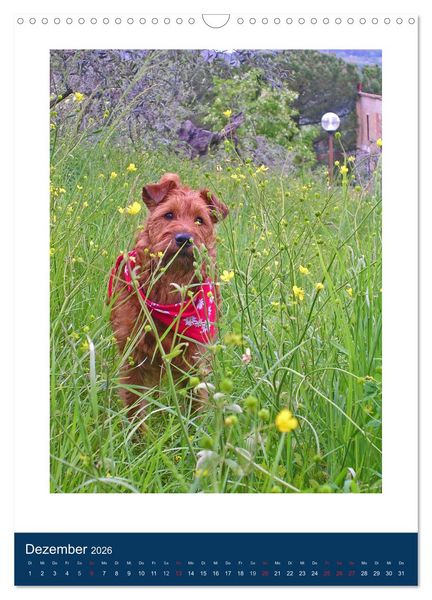 Produktbild: Kelly - Ein Irish Terrier macht Urlaub (Wandkalender 2026 DIN A3 hoch), CALVENDO Monatskalender