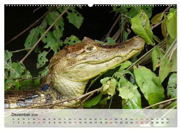 Produktbild: Gro&szlig;e Echsen. Krokodile und Alligatoren (hochwertiger Premium Wandkalender 2026 DIN A2 quer), Kunstdruck in Hochglanz