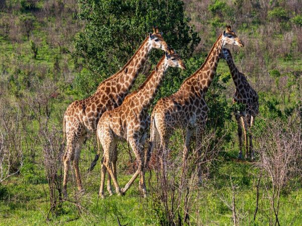 Produktbild: CALVENDO Puzzle Giraffen unterwegs zum Wasserloch, S&uuml;dafrika | 1000 Teile Lege-Gr&ouml;&szlig;e 64x48cm Foto-Puzzle f&uuml;r gl&uuml;ckliche Stunden