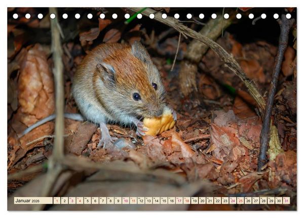 Produktbild: Kleiner Nager - Maus (Tischkalender 2026 DIN A5 quer), CALVENDO Monatskalender