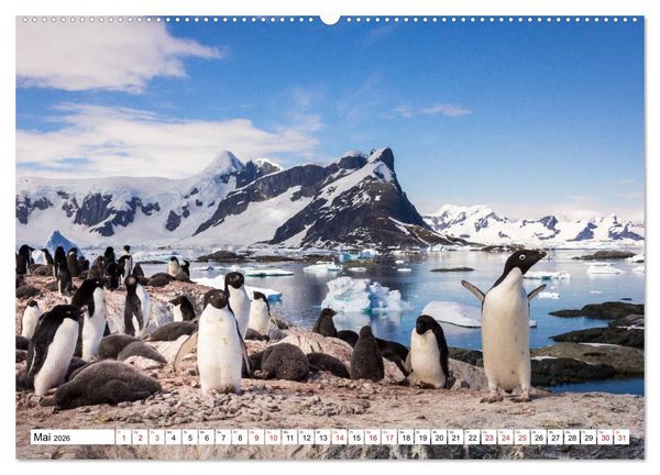 Produktbild: Faszination Antarktis (Wandkalender 2026 DIN A2 quer), CALVENDO Monatskalender