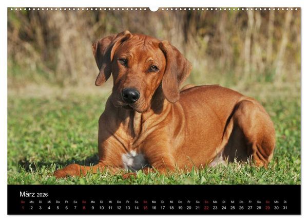 Produktbild: Rhodesian Ridgeback 2026 (hochwertiger Premium Wandkalender 2026 DIN A2 quer), Kunstdruck in Hochglanz
