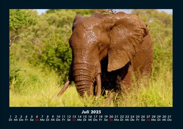 Produktbild: Elefanten - Die sanften Riesen Afrikas 2025 Fotokalender DIN A4