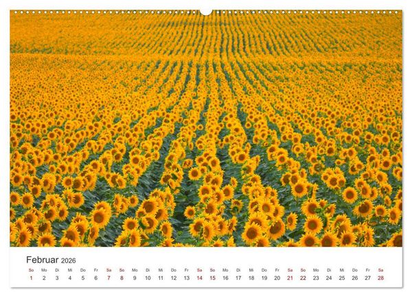 Produktbild: Sonnenblumen - Erstrahlen im freundlichen Gelb. (hochwertiger Premium Wandkalender 2026 DIN A2 quer), Kunstdruck in Hochglanz