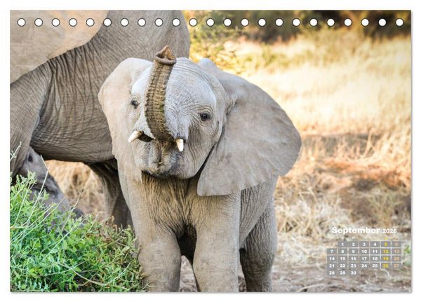 Produktbild: Babyelefanten (Tischkalender 2026 DIN A5 quer), CALVENDO Monatskalender