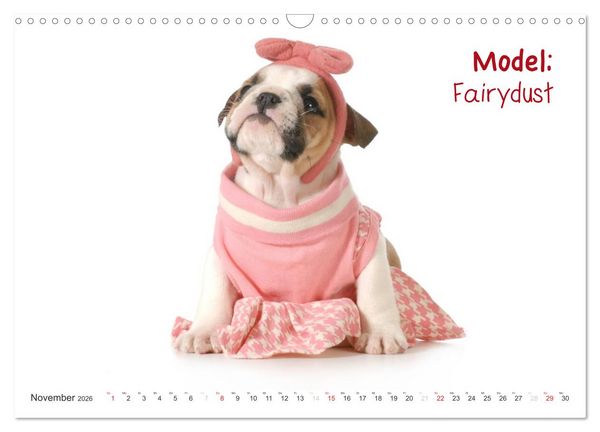 Produktbild: English Bulldog XXL Models (Wandkalender 2026 DIN A3 quer), CALVENDO Monatskalender