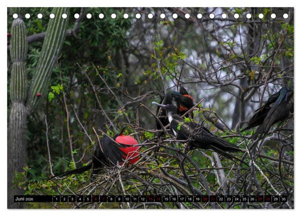 Produktbild: Naturparadies Galapagos - UNESCO Weltkulturerbe (Tischkalender 2026 DIN A5 quer), CALVENDO Monatskalender