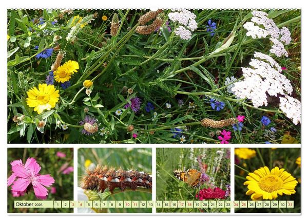 Produktbild: Bl&uuml;tenmeer am Wegesrand (hochwertiger Premium Wandkalender 2026 DIN A2 quer), Kunstdruck in Hochglanz