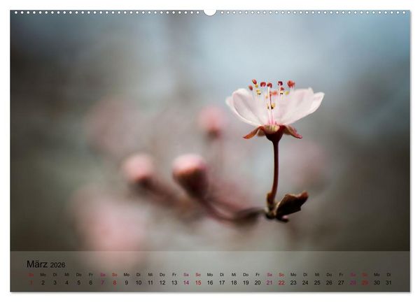 Produktbild: Bl&uuml;tenrausch - Mit Fr&uuml;hlingsgef&uuml;hlen durchs ganze Jahr (Wandkalender 2026 DIN A2 quer), CALVENDO Monatskalender
