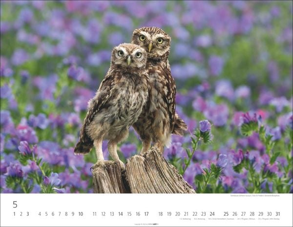 Produktbild: Eulen Kalender 2026