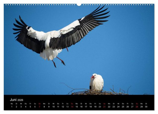 Produktbild: Ein Jahr bei den St&ouml;rchen (Wandkalender 2026 DIN A2 quer), CALVENDO Monatskalender