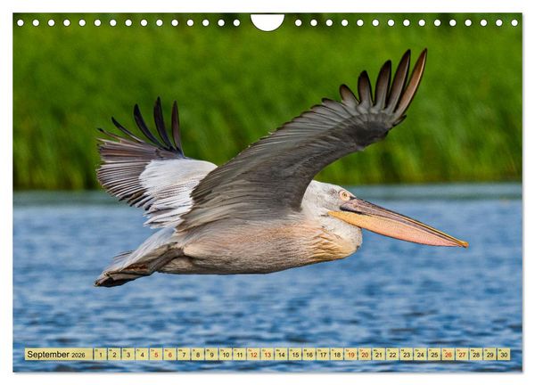 Produktbild: Donaudelta - Europas gro&szlig;es Vogelparadies (Wandkalender 2026 DIN A4 quer), CALVENDO Monatskalender