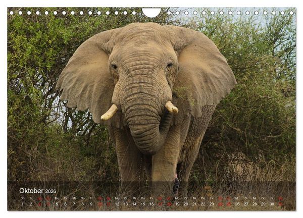 Produktbild: Ostafrika - Tansania und Kenia hautnah (Wandkalender 2026 DIN A4 quer), CALVENDO Monatskalender