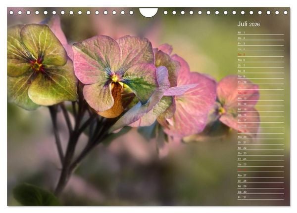 Produktbild: Die Hortensie und ihre vielen Gesichter (Wandkalender 2026 DIN A4 quer), CALVENDO Monatskalender