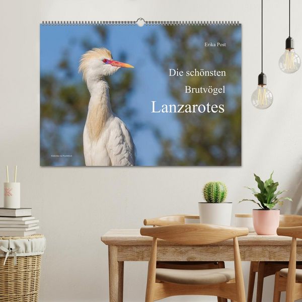 Produktbild: Die sch&ouml;nsten Brutv&ouml;gel Lanzarotes (Wandkalender 2027 DIN A2 quer), CALVENDO Monatskalender