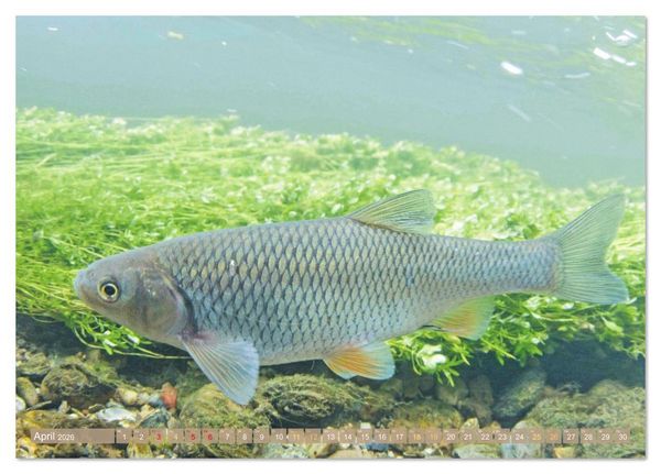 Produktbild: Forelle, Hecht und St&ouml;r: Fische in europ&auml;ischen Gew&auml;ssern (Tischkalender 2026 DIN A5 quer), CALVENDO Monatskalender