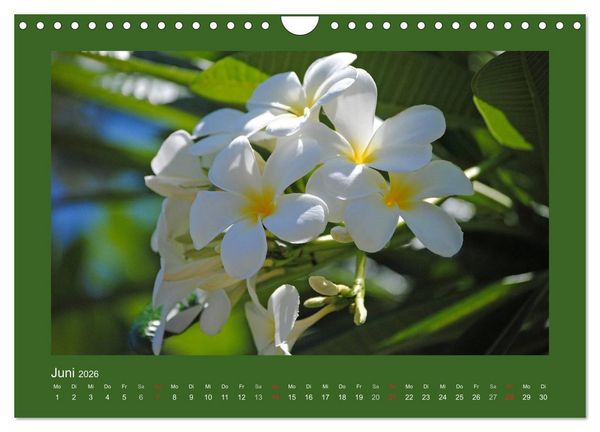 Produktbild: Aloha Bl&uuml;tenzauber aus Hawaii (Wandkalender 2026 DIN A4 quer), CALVENDO Monatskalender