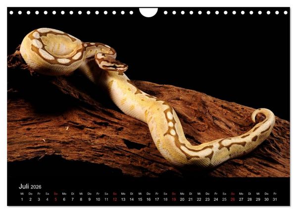 Produktbild: REPTILIEN IM TERRARIUM (Wandkalender 2026 DIN A4 quer), CALVENDO Monatskalender