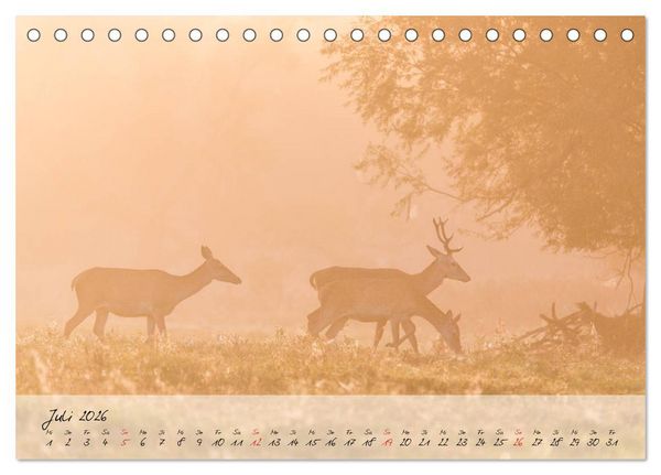 Produktbild: Rotwild - im Naturparadies der Mecklenburgischen Seenplatte (Tischkalender 2026 DIN A5 quer), CALVENDO Monatskalender