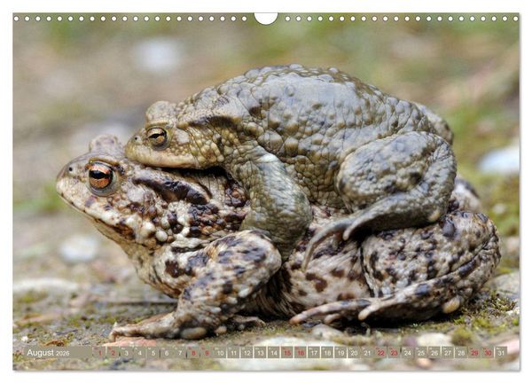 Produktbild: Kr&ouml;ten auf Wanderschaft (Wandkalender 2026 DIN A3 quer), CALVENDO Monatskalender