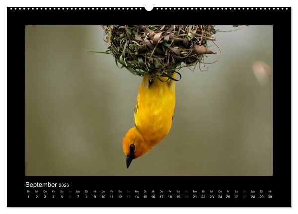 Produktbild: Wilde Tiere Afrikas (Wandkalender 2026 DIN A2 quer), CALVENDO Monatskalender