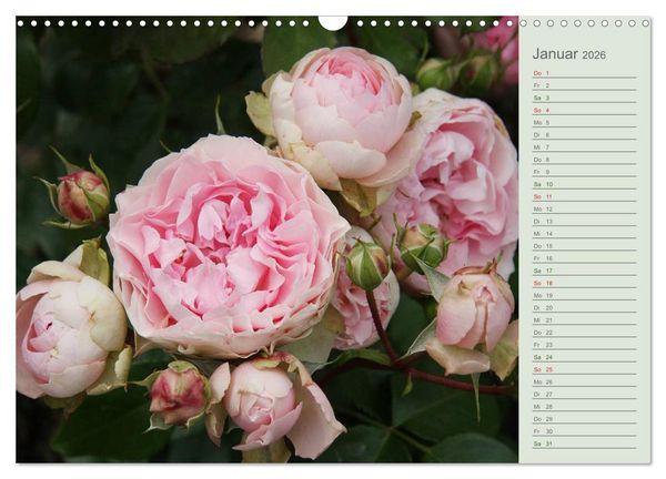 Produktbild: Rosen, Rosen ... arrangiert und am Strauch (Wandkalender 2026 DIN A3 quer), CALVENDO Monatskalender