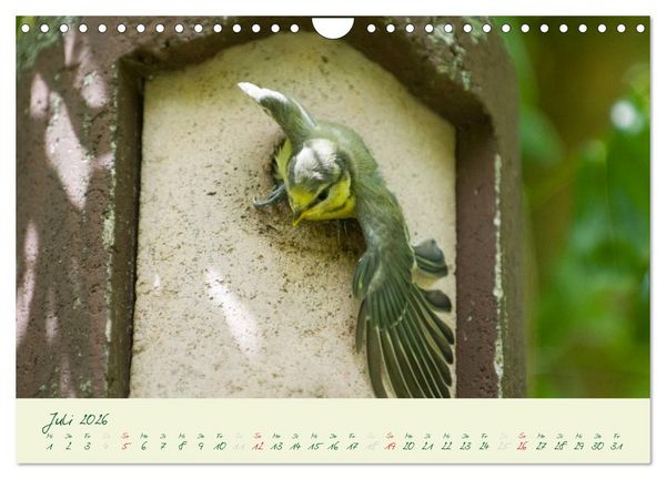 Produktbild: Elternzeit - das Familienleben der Blaumeisen (Wandkalender 2026 DIN A4 quer), CALVENDO Monatskalender