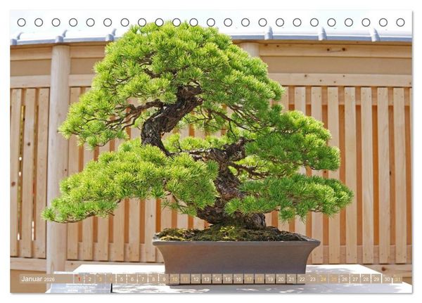 Produktbild: Gartenkunst aus Japan: Bonsai (Tischkalender 2026 DIN A5 quer), CALVENDO Monatskalender