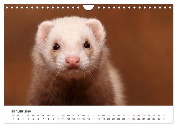 Produktbild: Frettchen - Ferrets (Wandkalender 2026 DIN A4 quer), CALVENDO Monatskalender